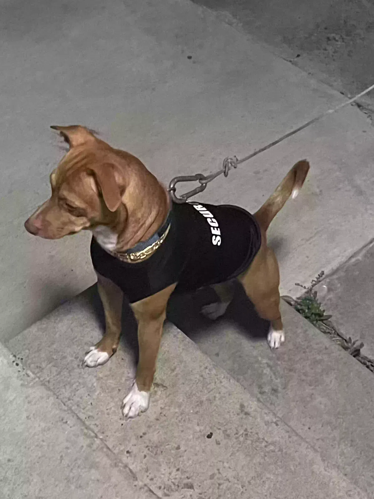 Lost dog in Corpus Christi, TX, 78415