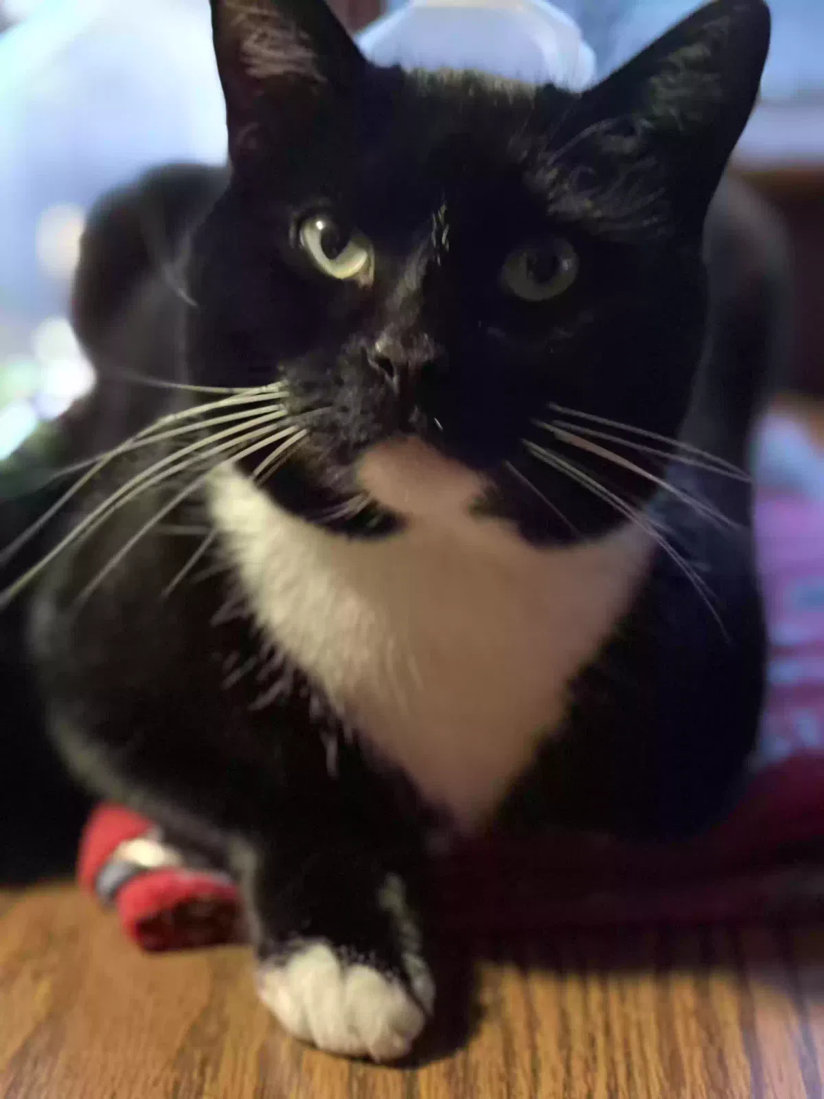 Lost cat in Miller Place, NY, 11764