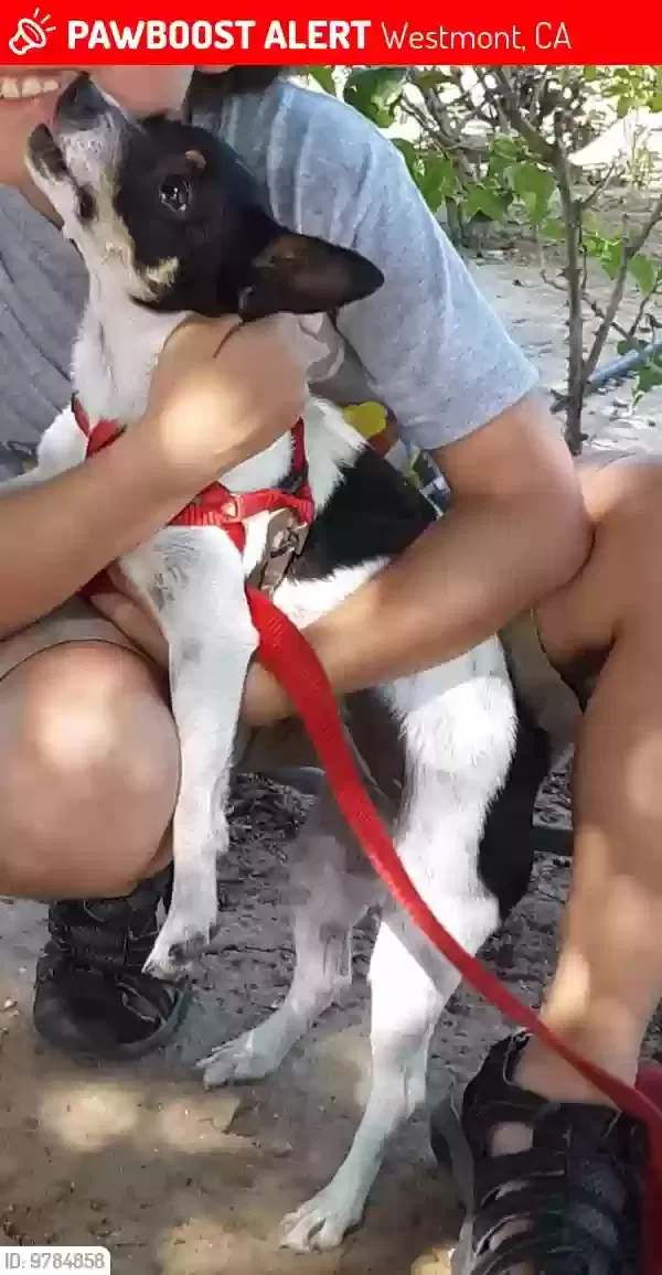 Lost dog in Los Angeles, CA, 90044