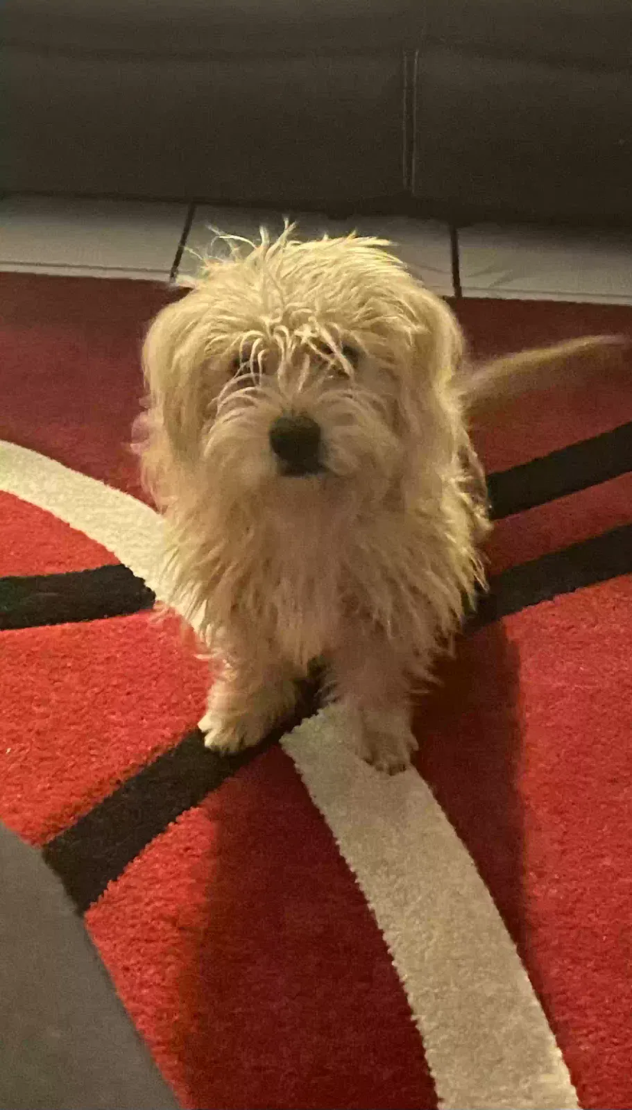 Lost dog in Colton, CA, 92324