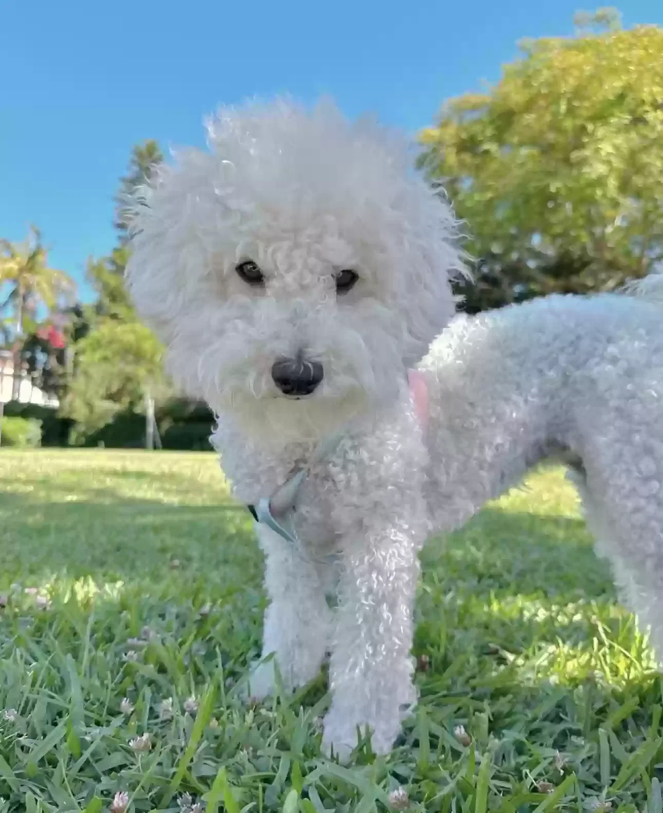 Lost dog in Santa Ana, CA, 92703