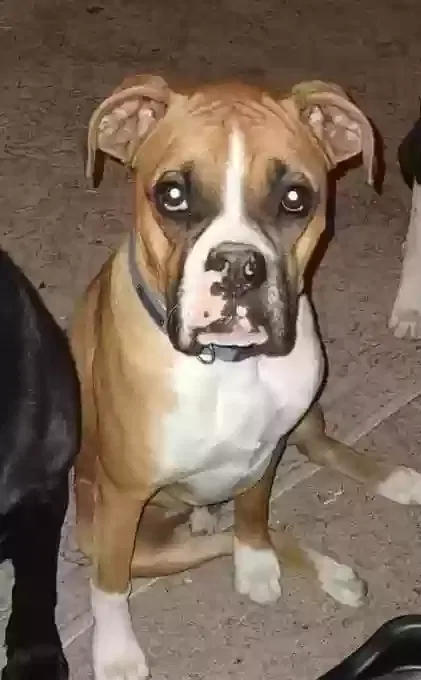 Lost dog in Albuquerque, NM, 87114
