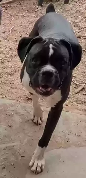 Lost dog in Albuquerque, NM, 87114