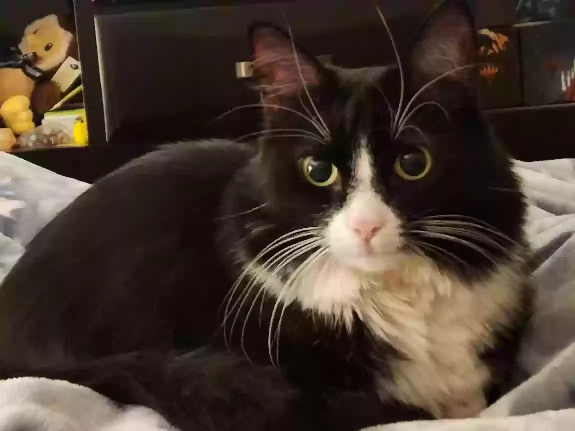 Lost cat in Glendale, AZ, 85303