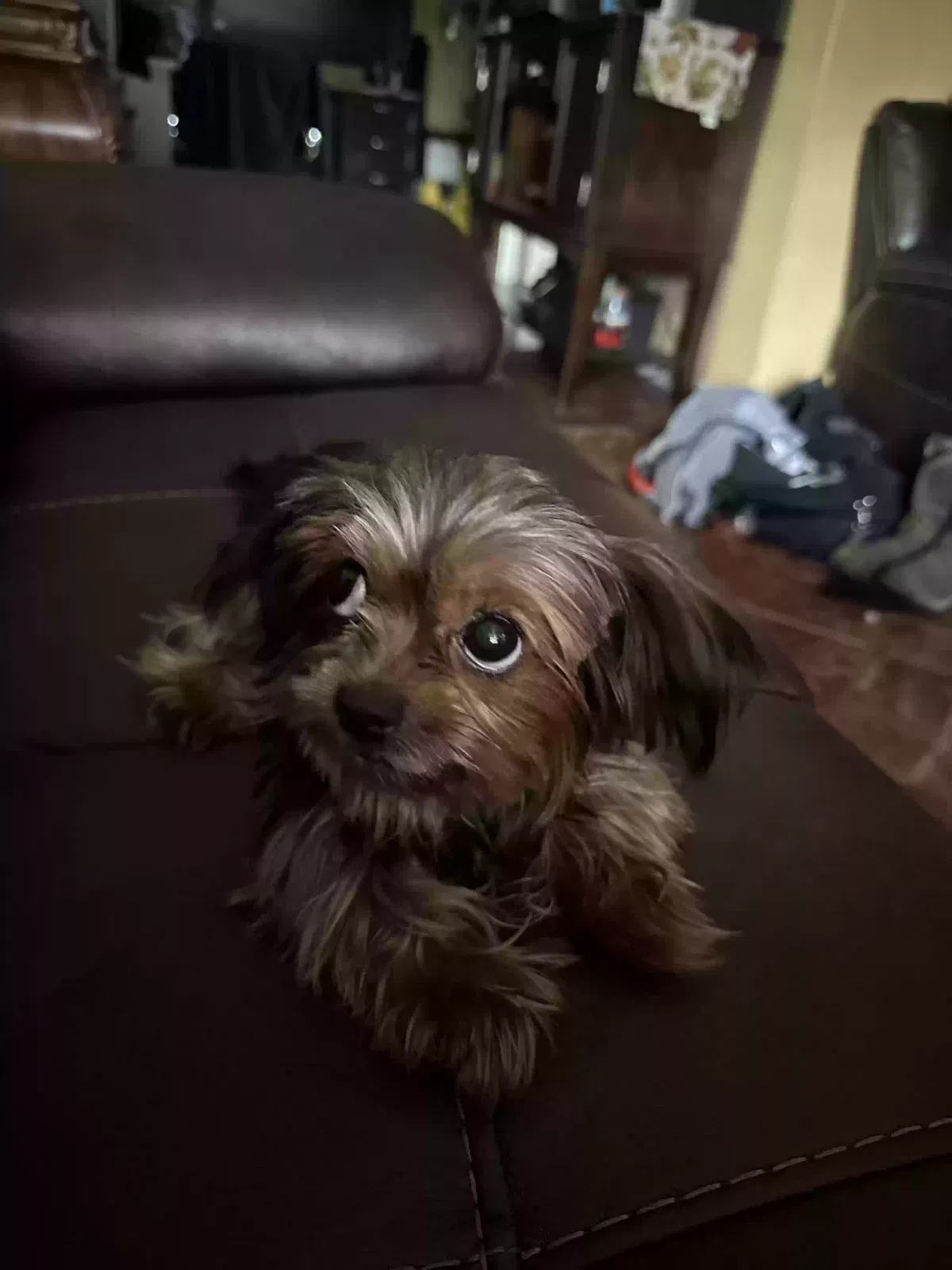 Lost dog in Haltom City, TX, 76117