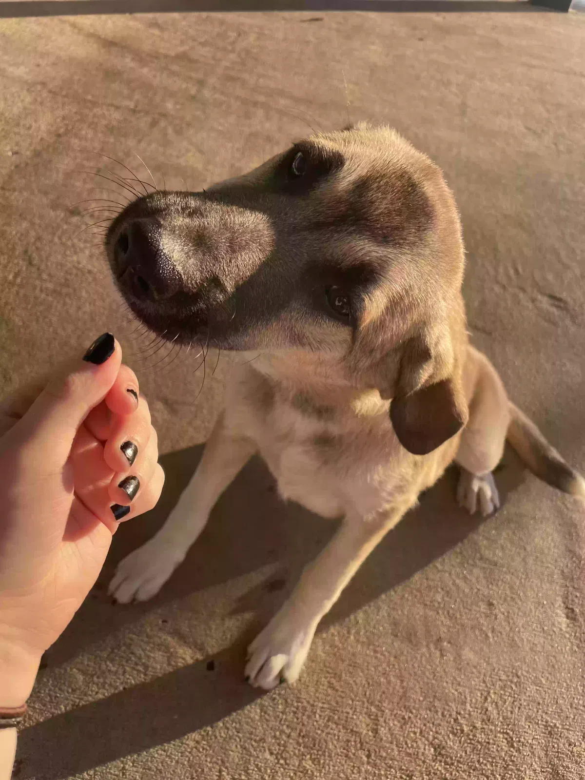 Found dog in Conway, AR, 72032