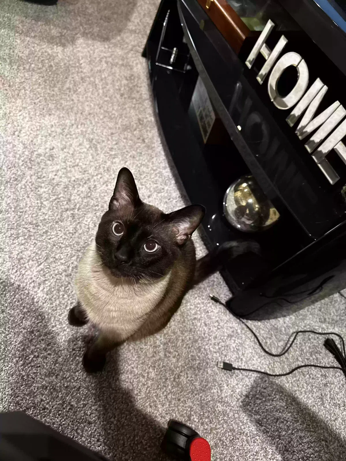 Lost cat in Broken Arrow, OK, 74014