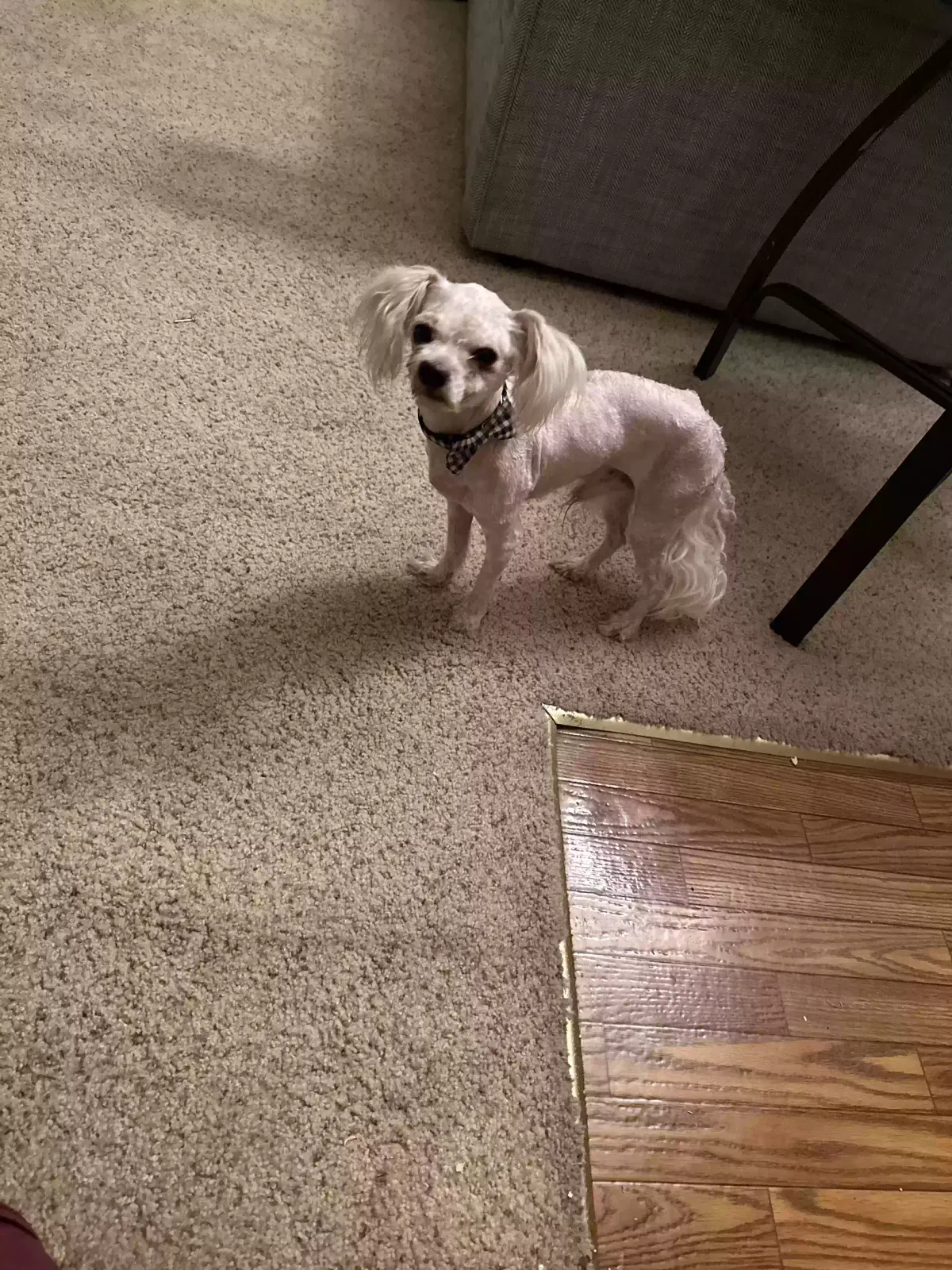 Lost dog in Saint Louis, MO, 63114