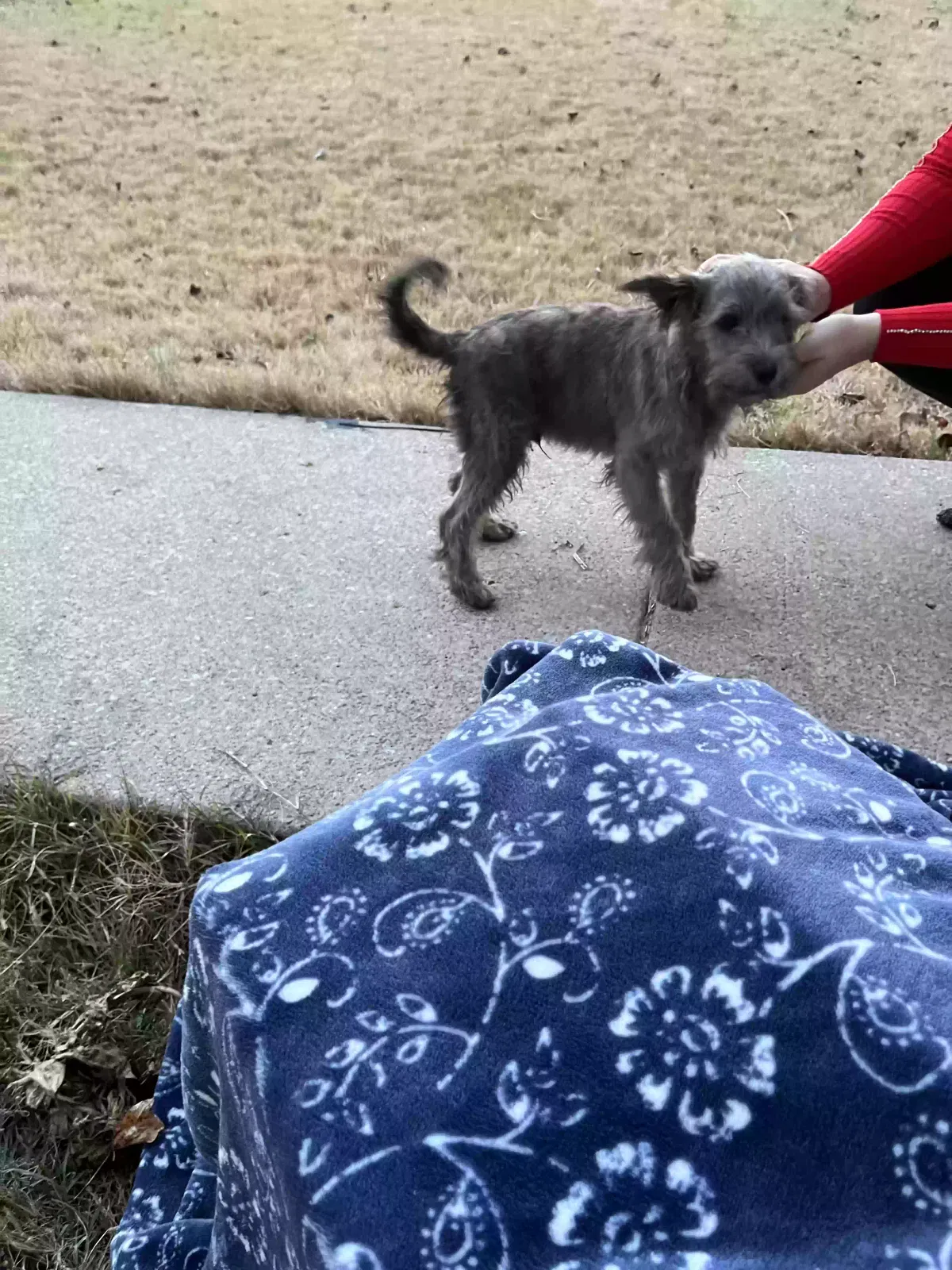Found dog in Columbia, TN, 38401