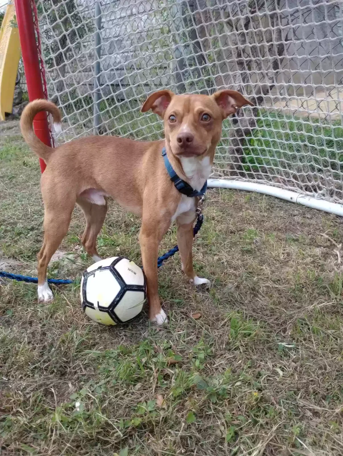 Lost dog in Corpus Christi, TX, 78411