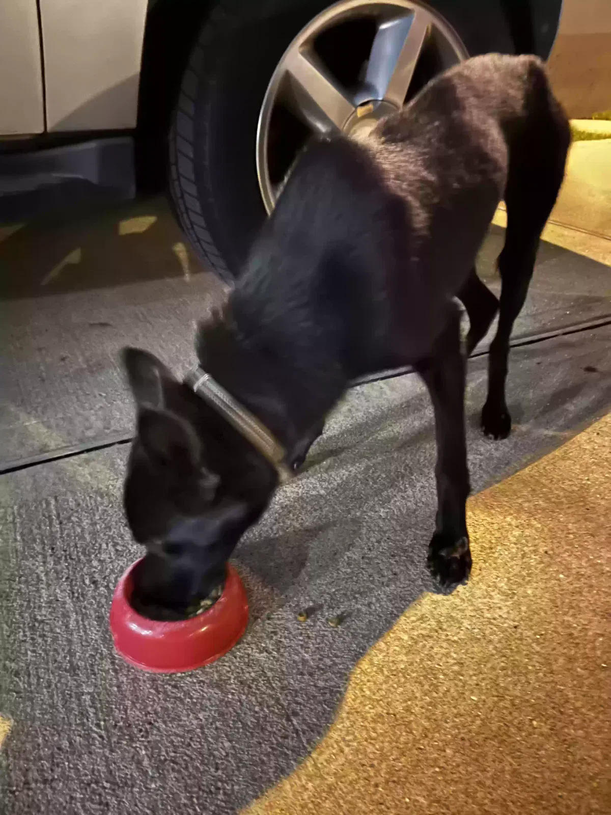 Found dog in Spring, TX, 77389