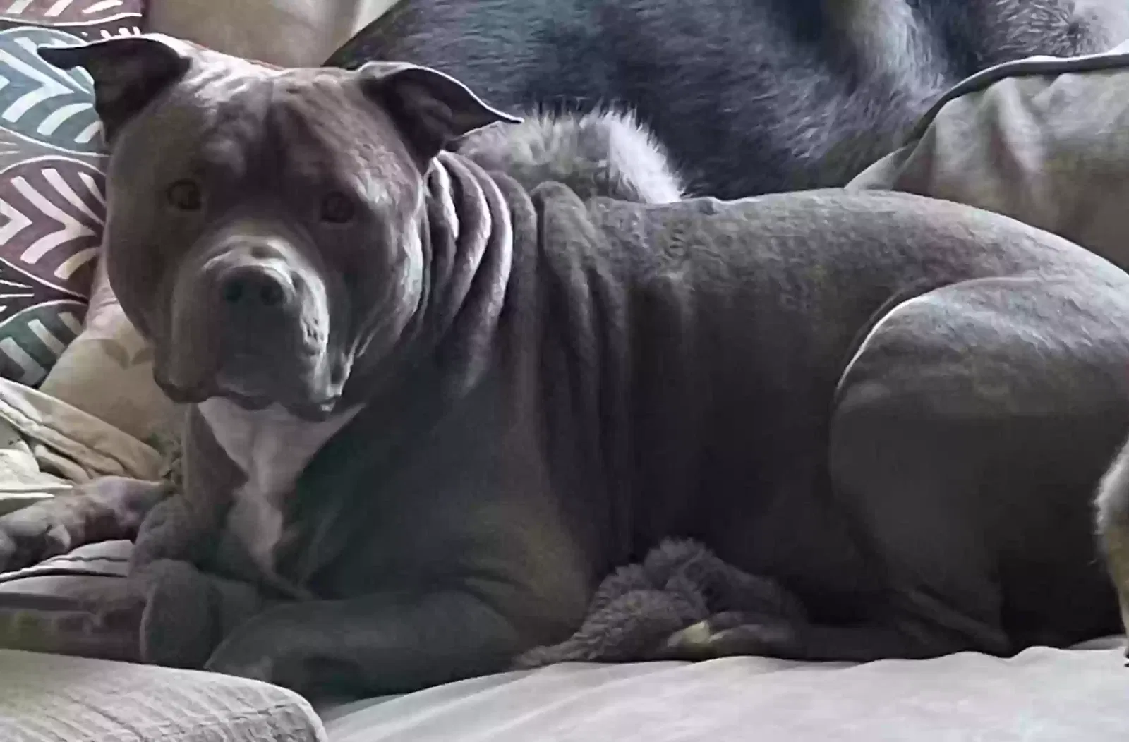 Lost dog in Denver, CO, 80223