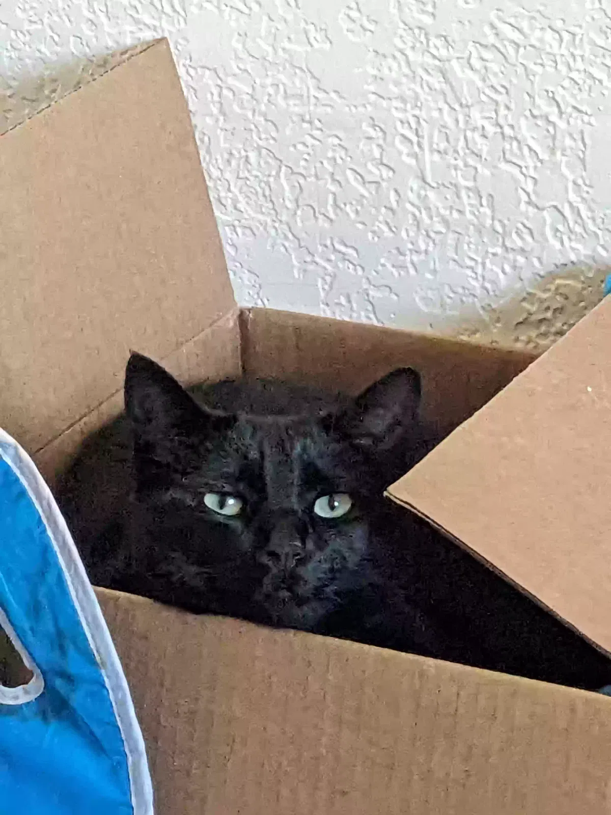 Lost cat in Ogden, UT, 84404