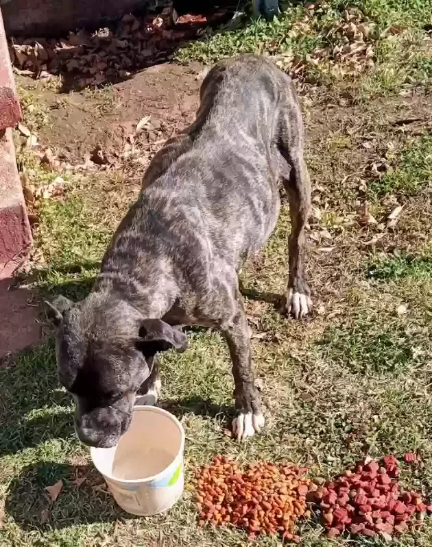 Found dog in Wichita Falls, TX, 76309