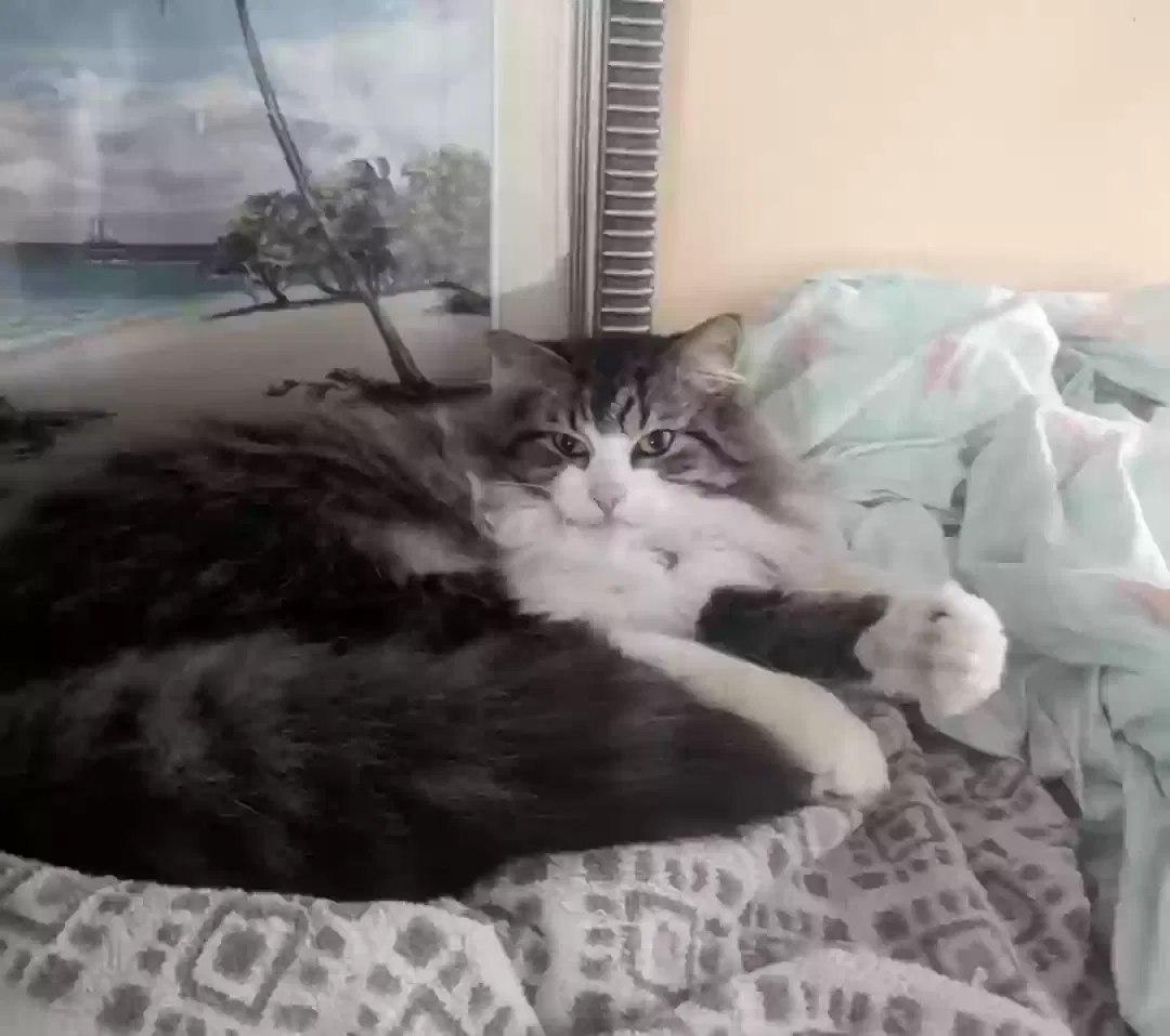 Lost cat in Altamonte Springs, FL, 32714
