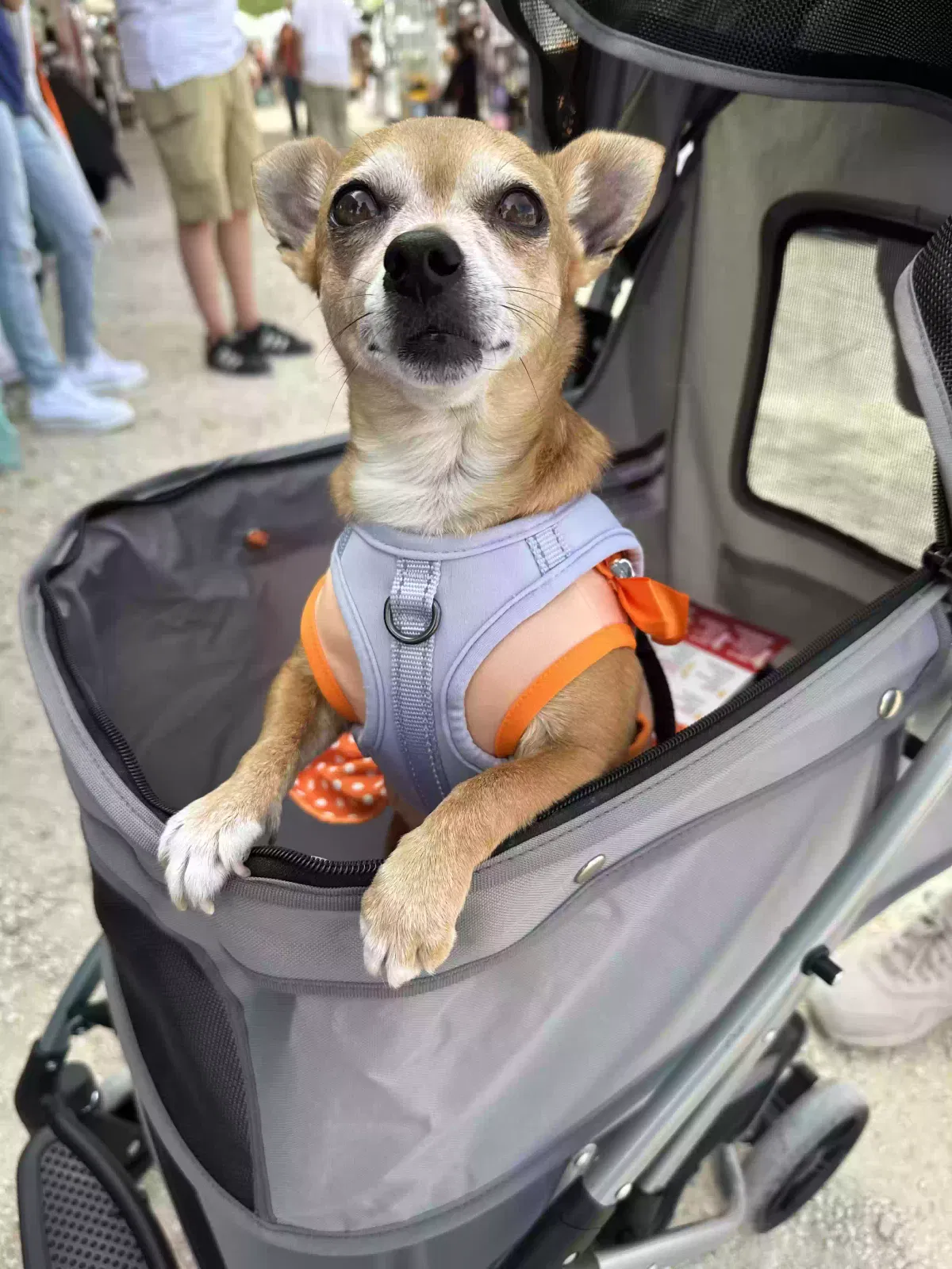 Lost dog in Corpus Christi, TX, 78411