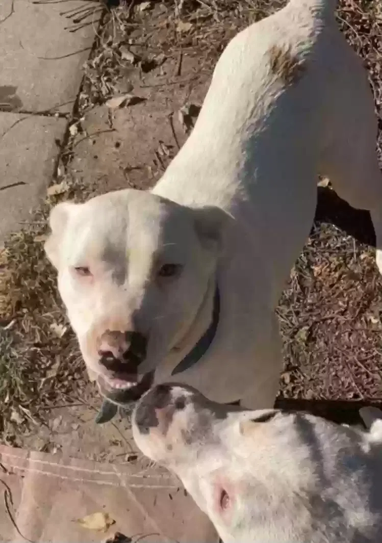 Lost dog in Woodruff, SC, 29388