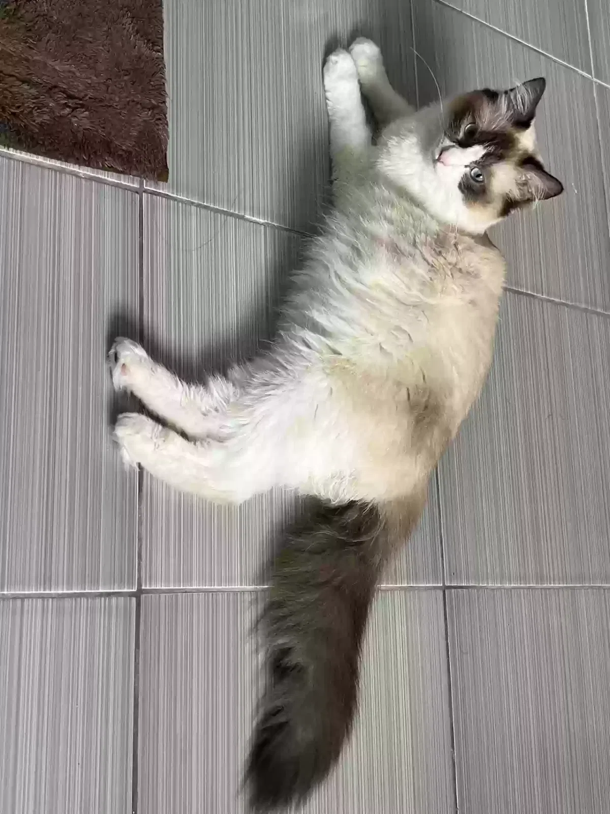 Lost cat in Forest Hills, NY, 11375