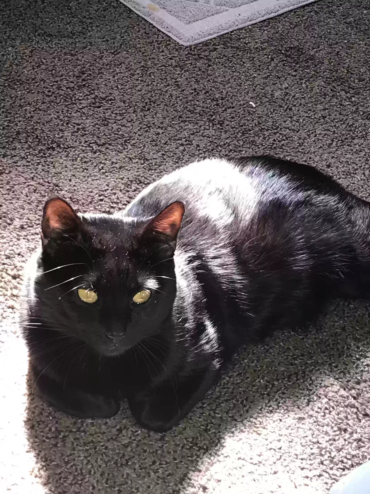 Lost cat in Harrisburg, PA, 17103