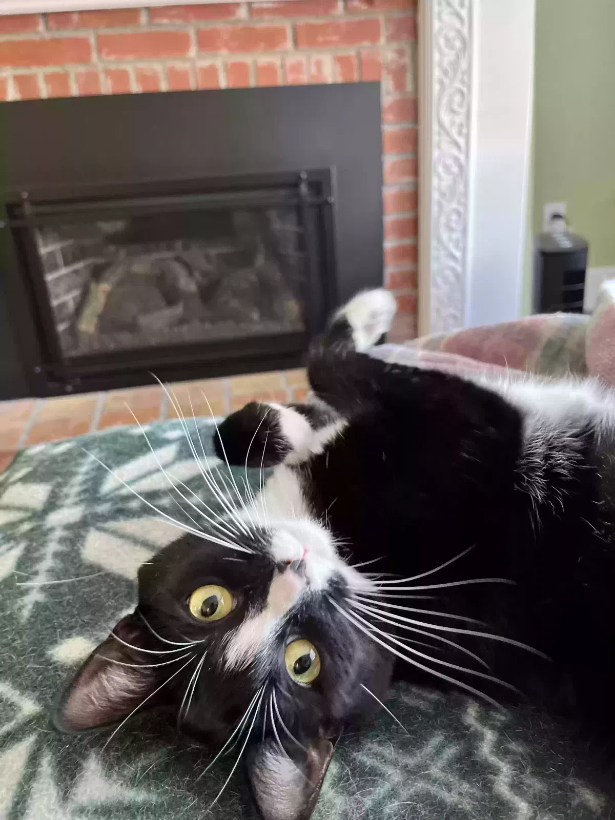 Lost cat in Danville, CA, 94526