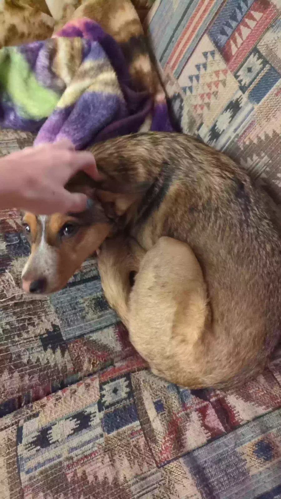Lost dog in Missoula, MT, 59801
