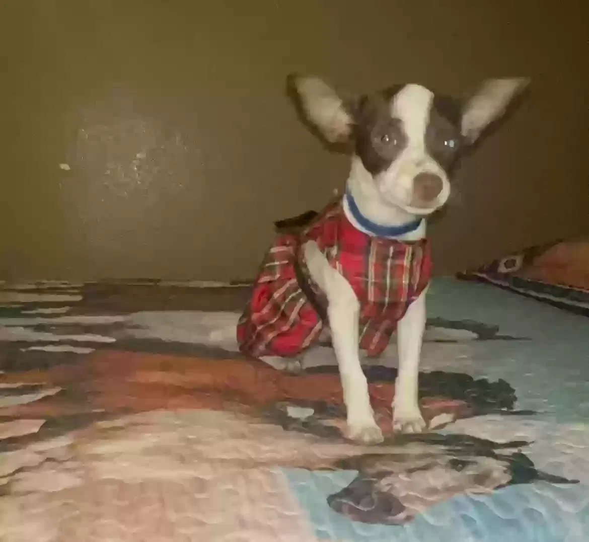 Lost dog in Dallas, TX, 75253