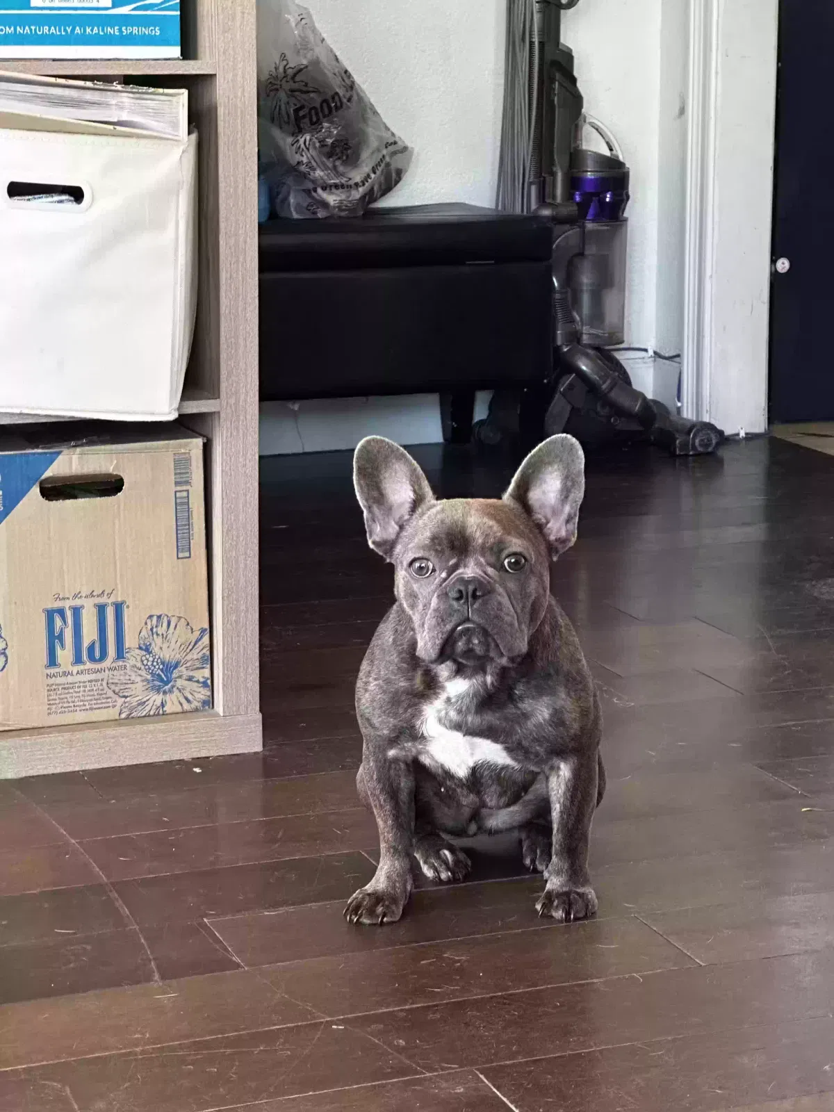 Lost dog in National City, CA, 91950
