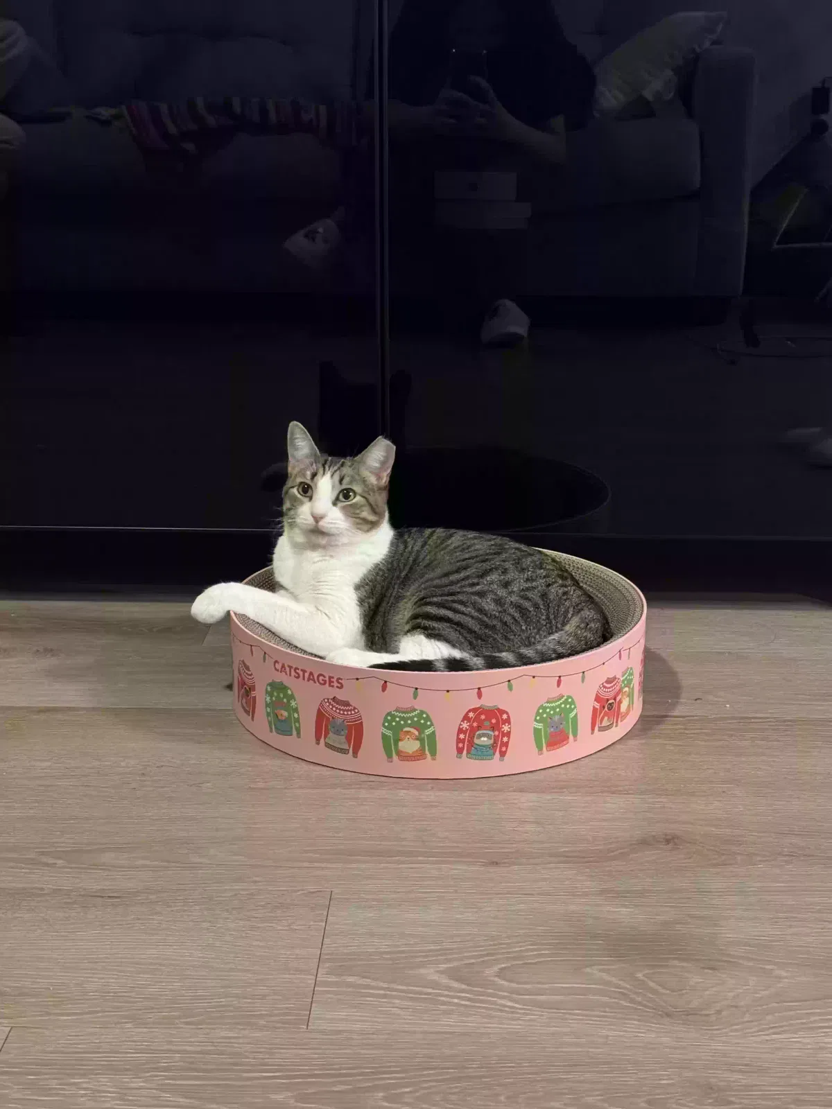 Lost cat in Tucson, AZ, 85716
