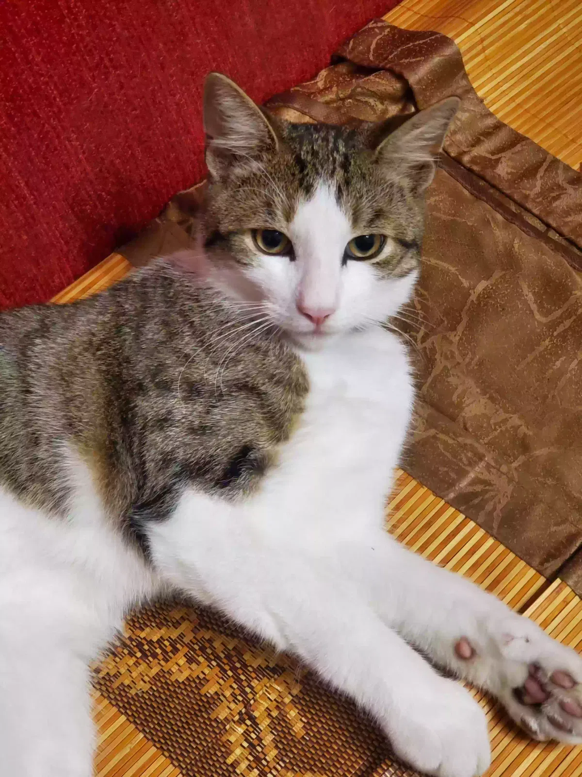 Lost cat in Flushing, NY, 11358