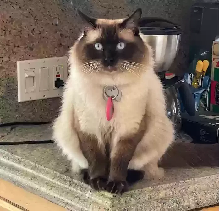 Lost cat in Santa Monica, CA, 90403