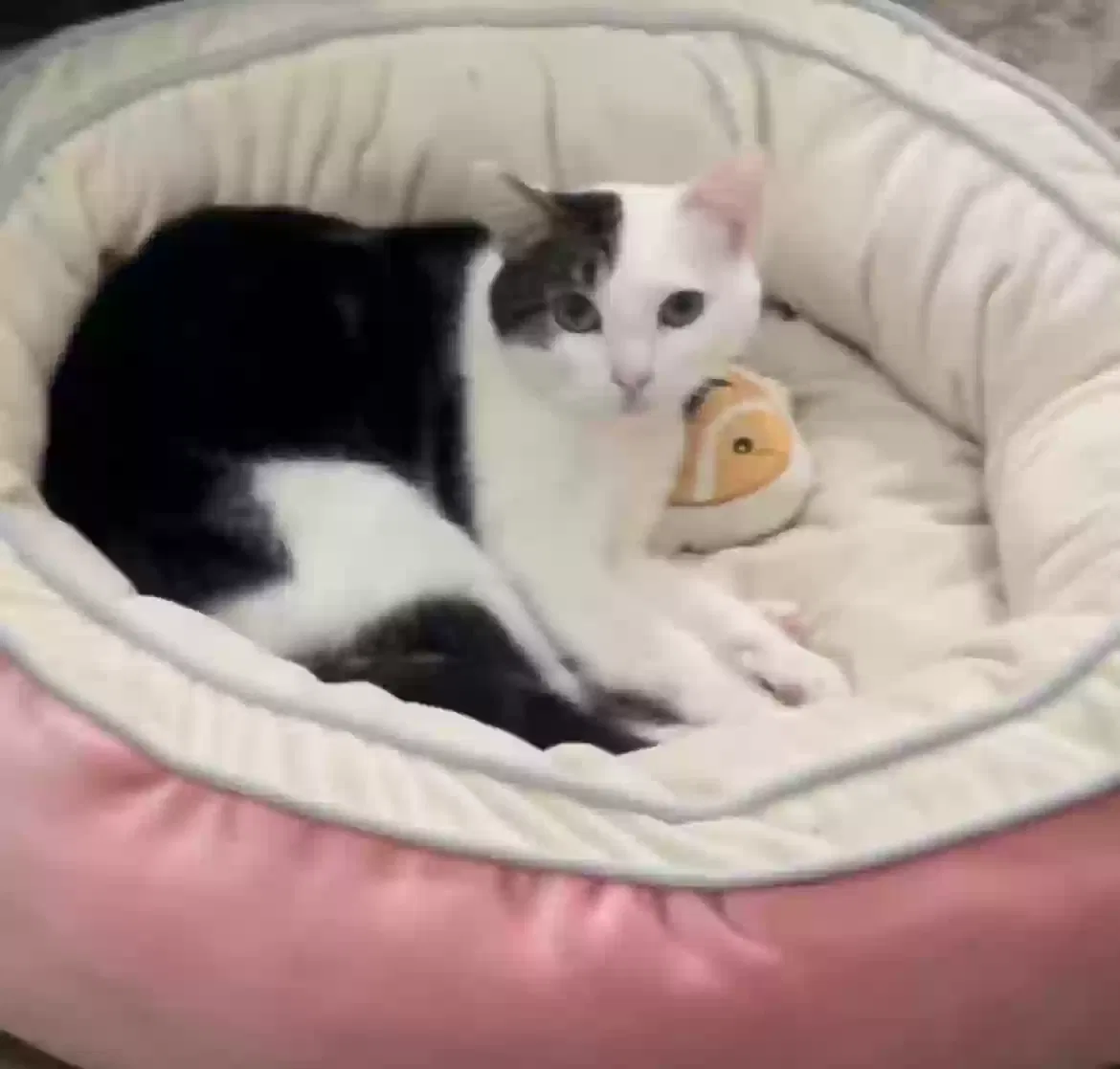 Lost cat in Riverside, CA, 92509