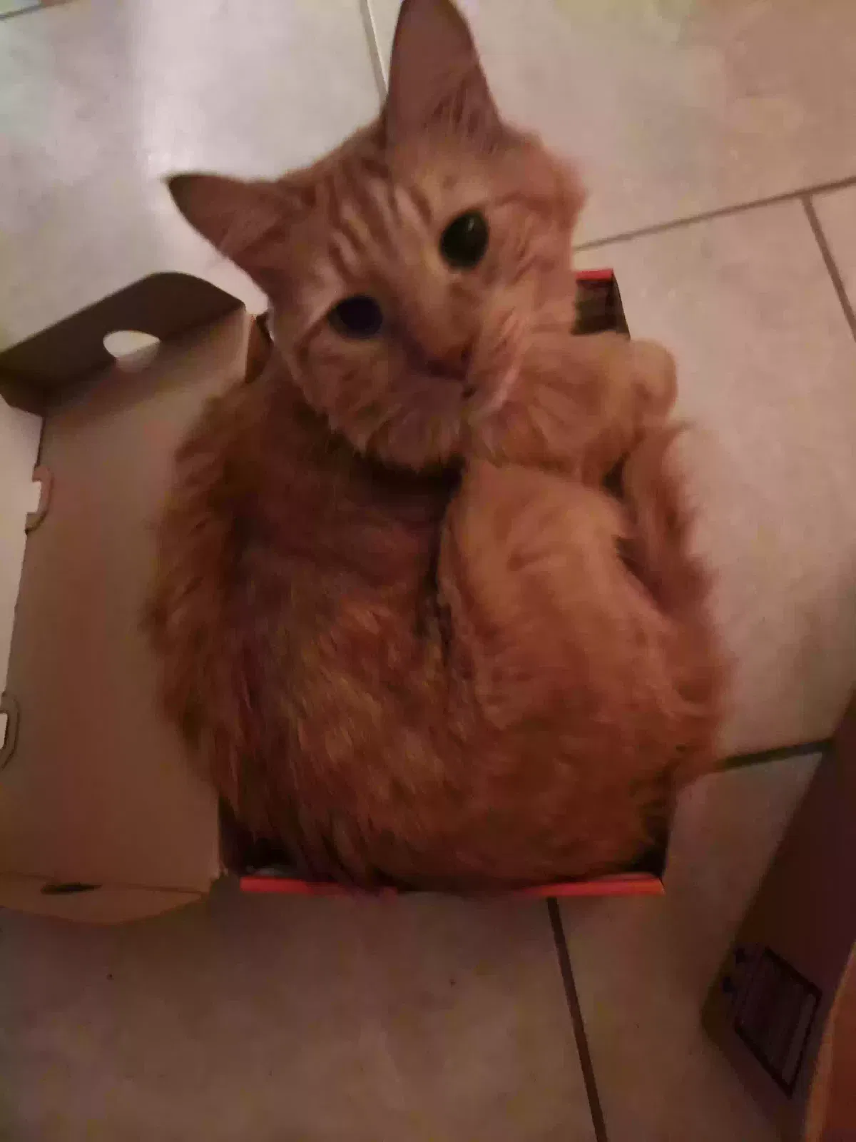 Lost cat in Venice, FL, 34293