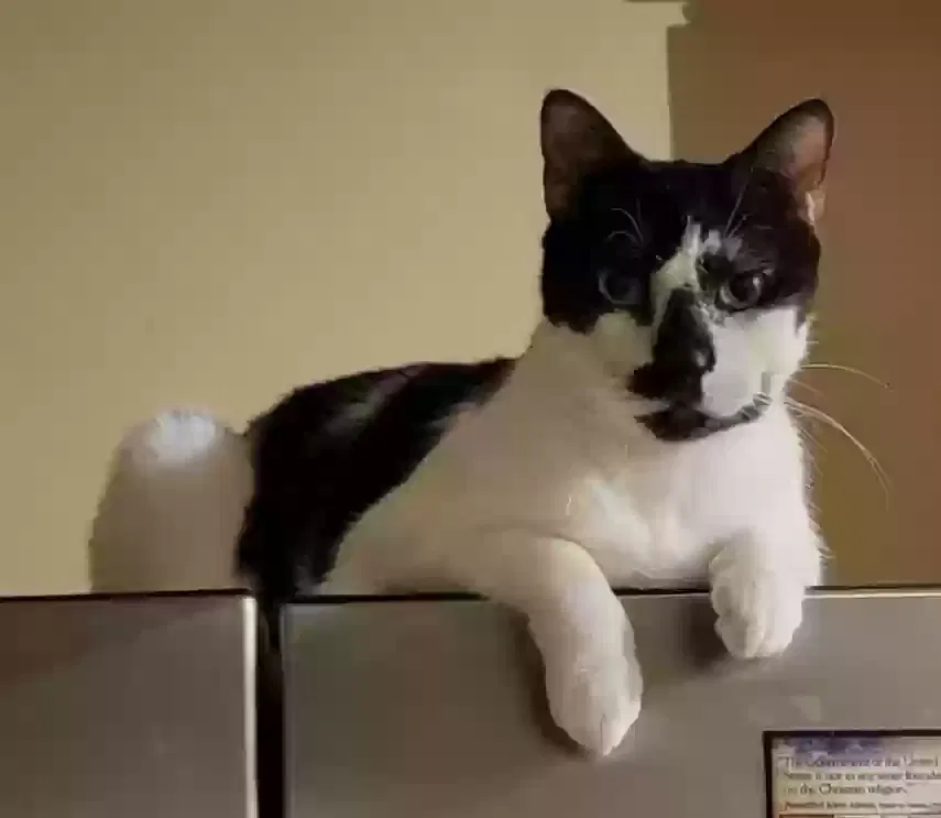 Lost cat in Fort Lauderdale, FL, 33351