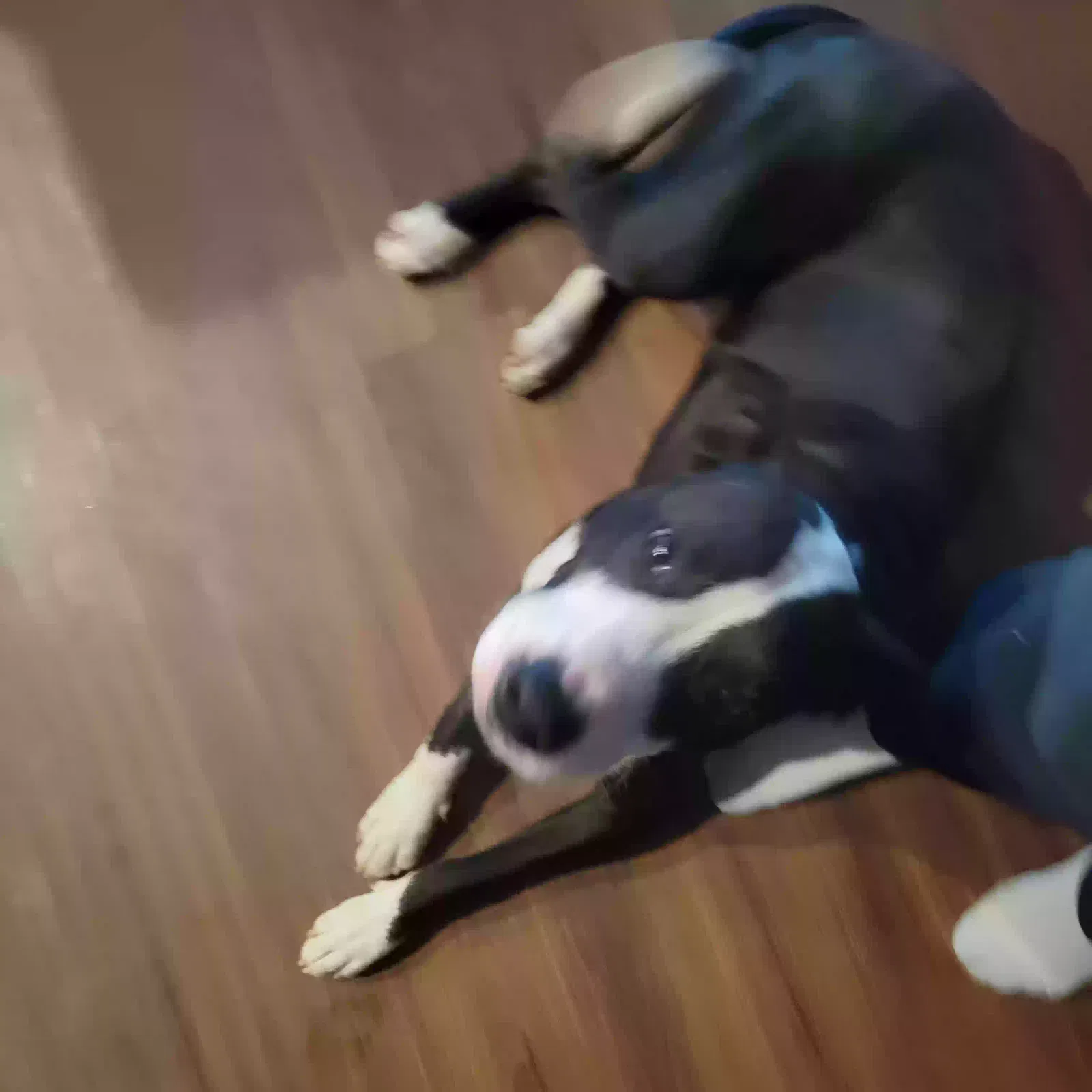 Found dog in Gurley, AL, 35748