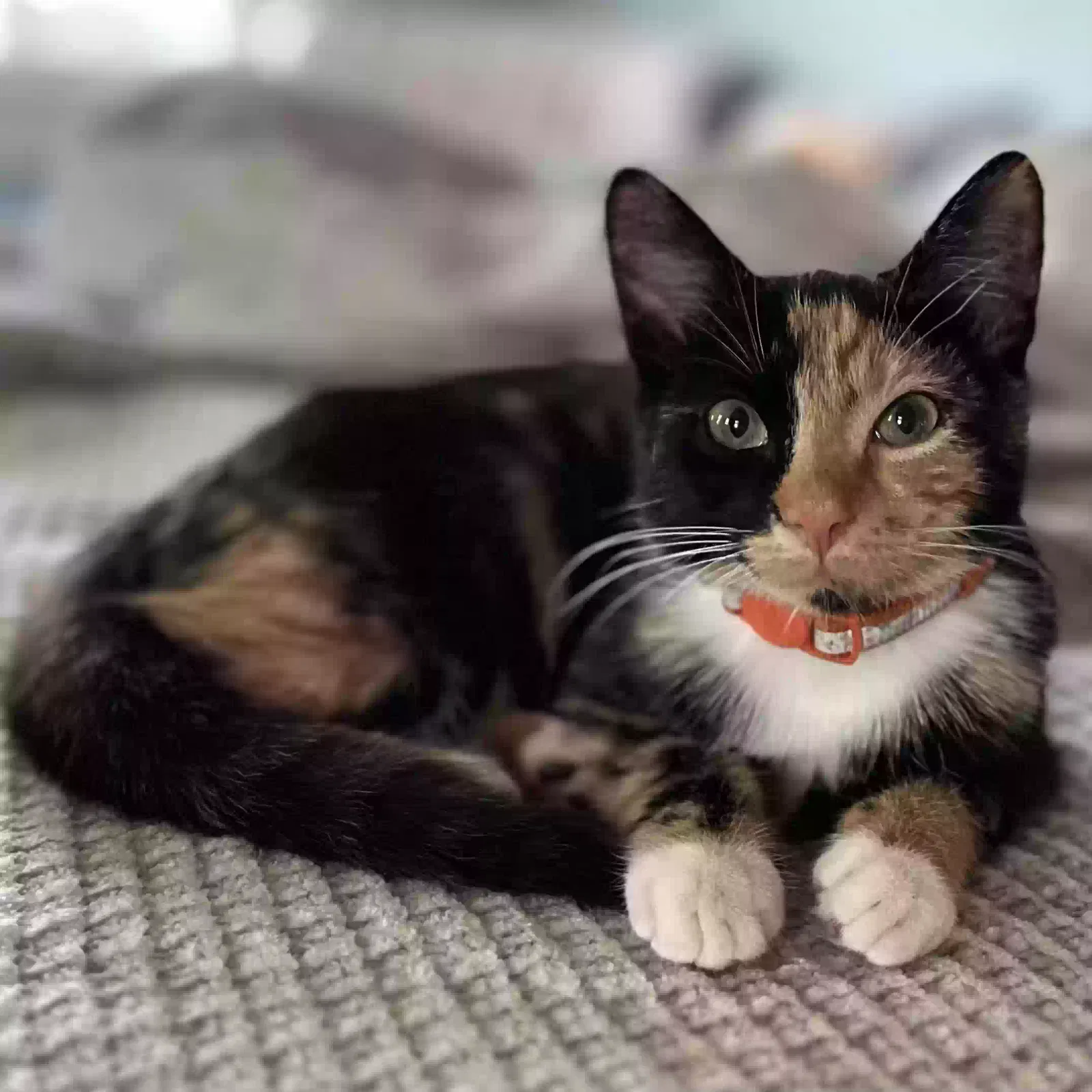 Lost cat in Warrenton, VA, 20187