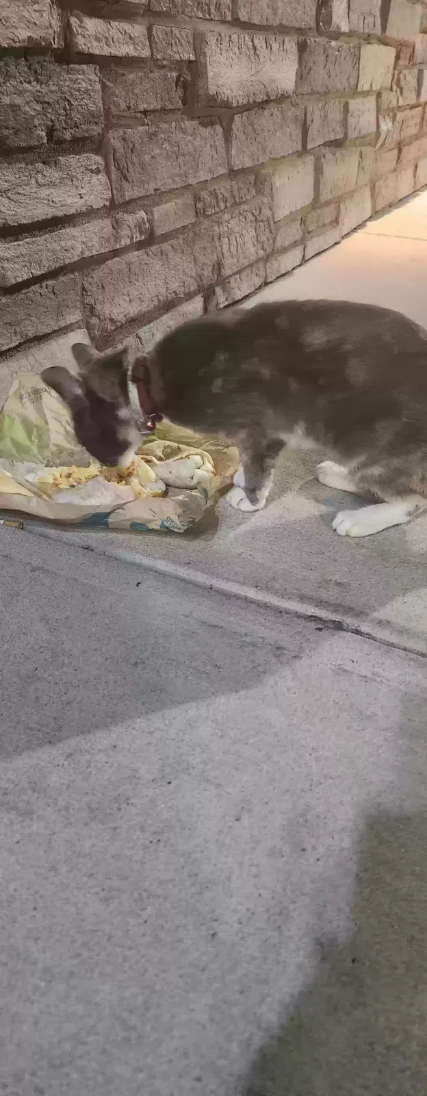 Found cat in Adel, GA, 31620