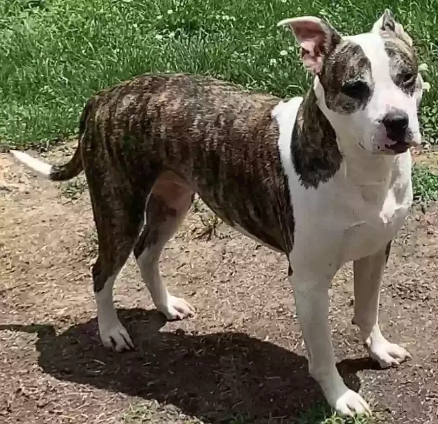 Lost dog in Winchester, KY, 40391