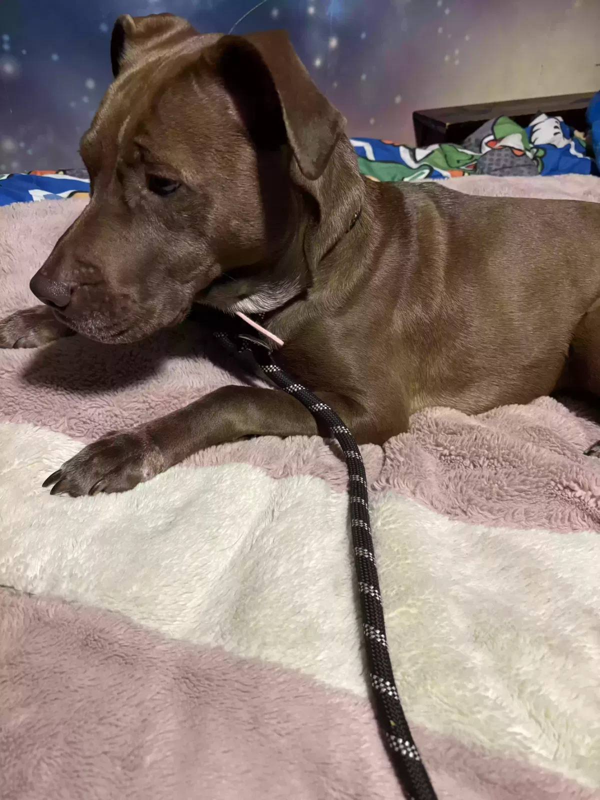 Lost dog in Redford, MI, 48240