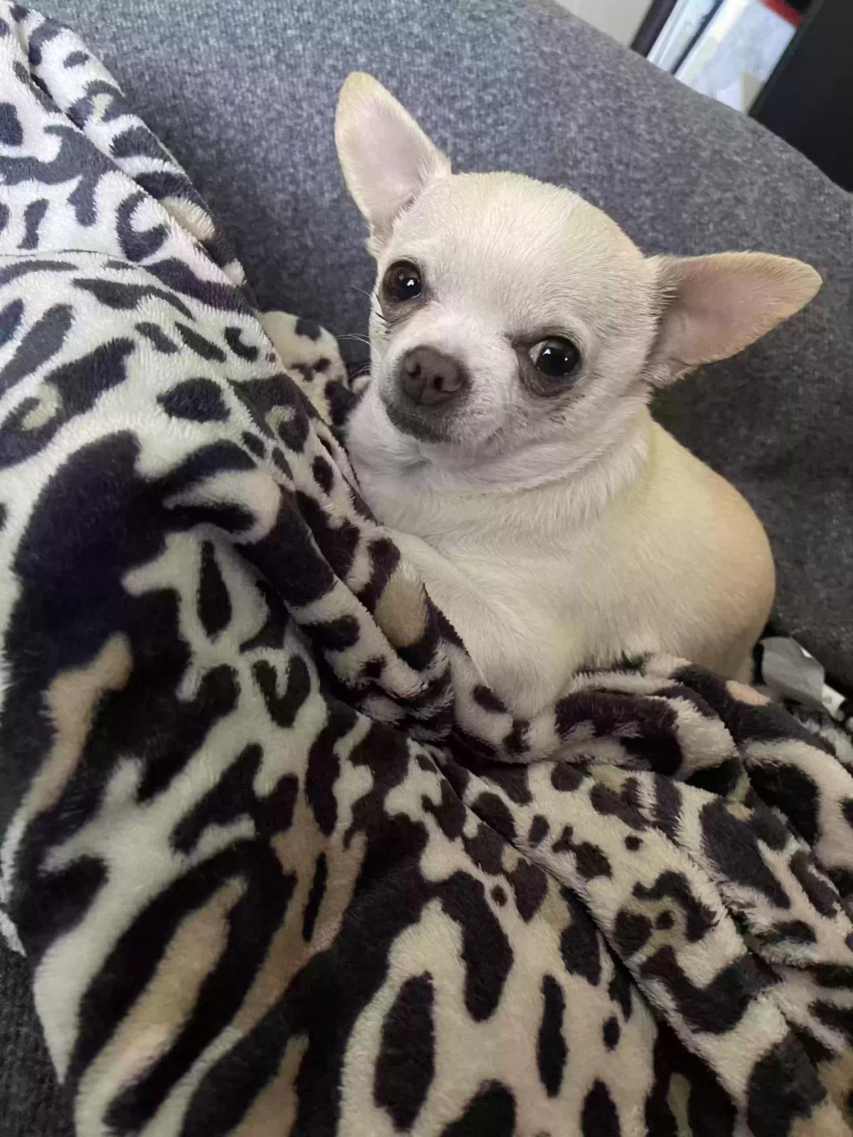 Lost dog in Bloomington, CA, 92316