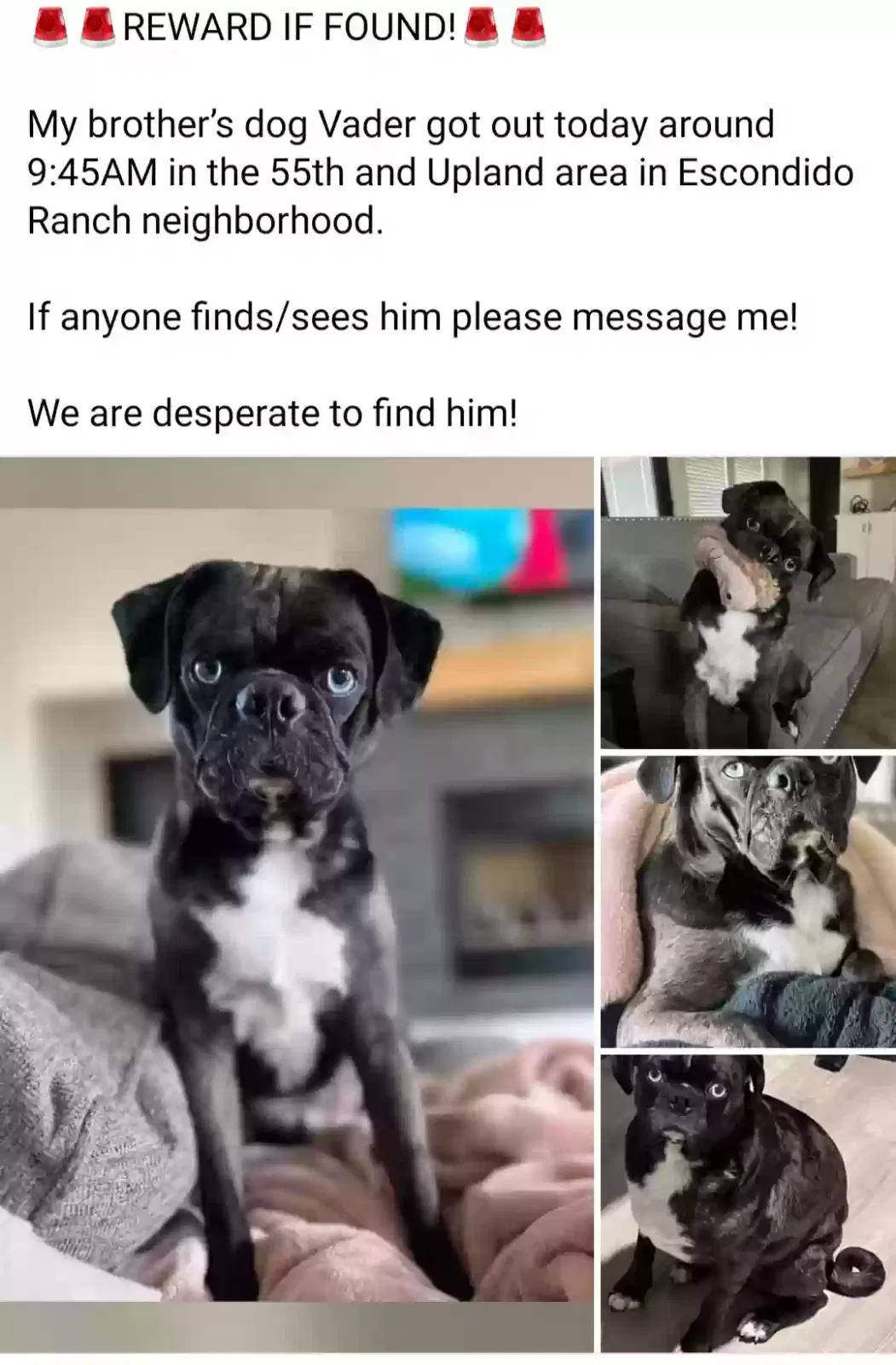 Lost dog in Lubbock, TX, 79407