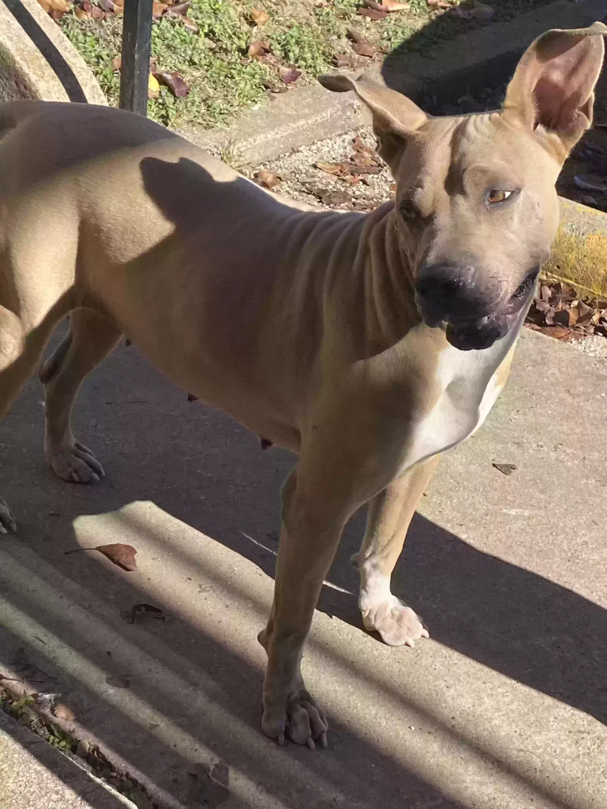 Lost dog in Grand Prairie, TX, 75051