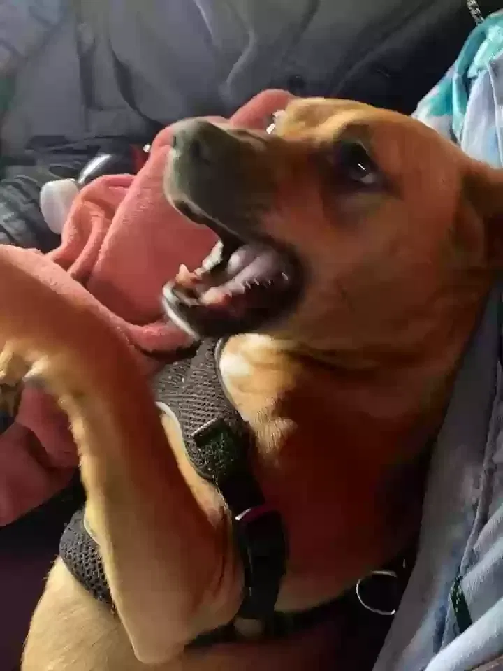 Lost dog in Sacramento, CA, 95838