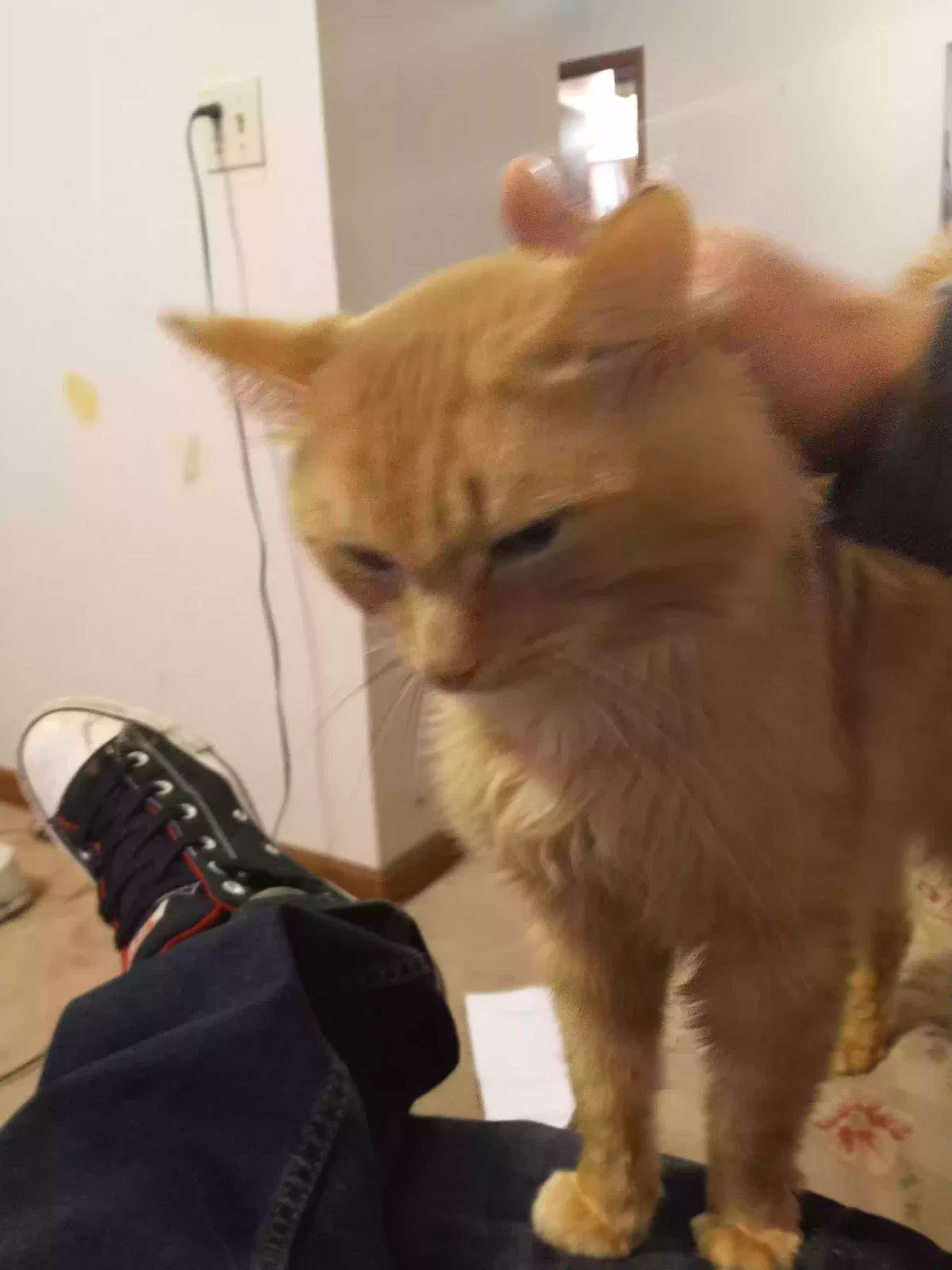 Lost cat in Newton Falls, OH, 44444