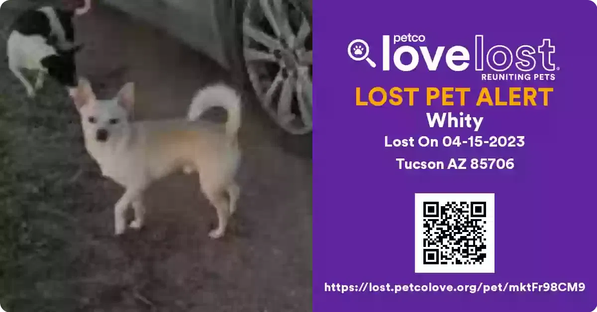 Lost dog in Tucson, AZ, 85706