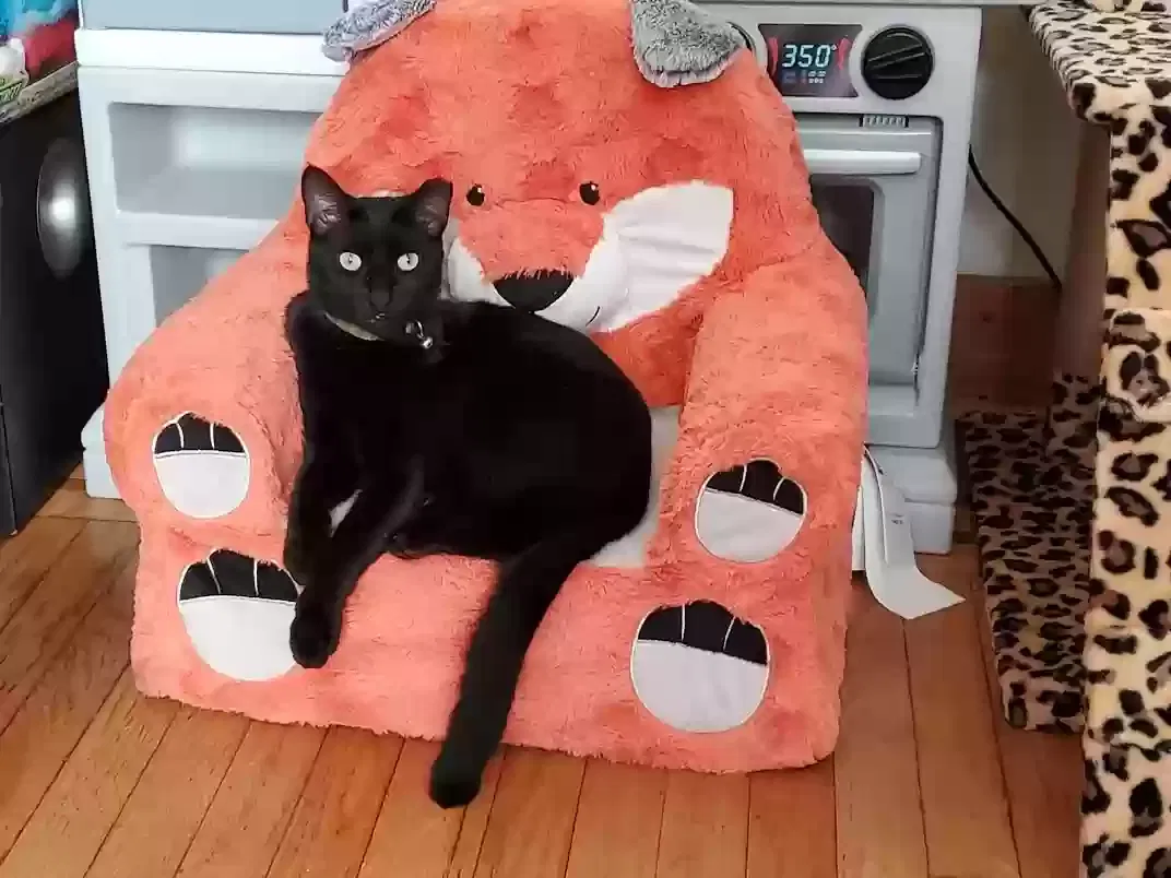 Lost cat in Clifton, NJ, 7013