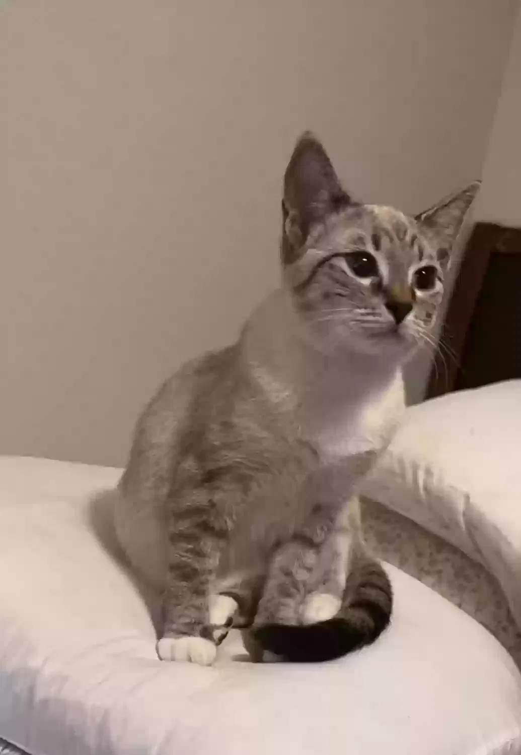 Lost cat in Baytown, TX, 77521