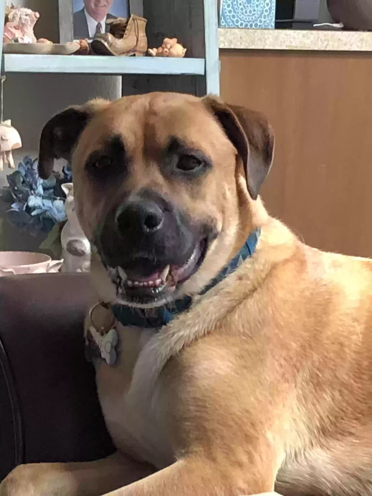 Lost dog in Bothell, WA, 98021