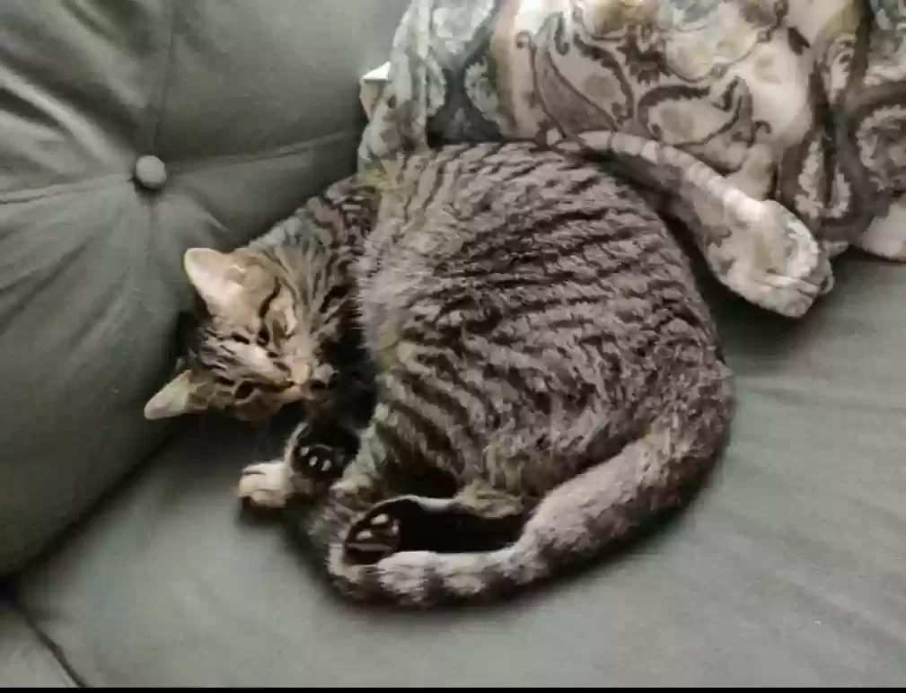 Lost cat in Grand Rapids, MI, 49525