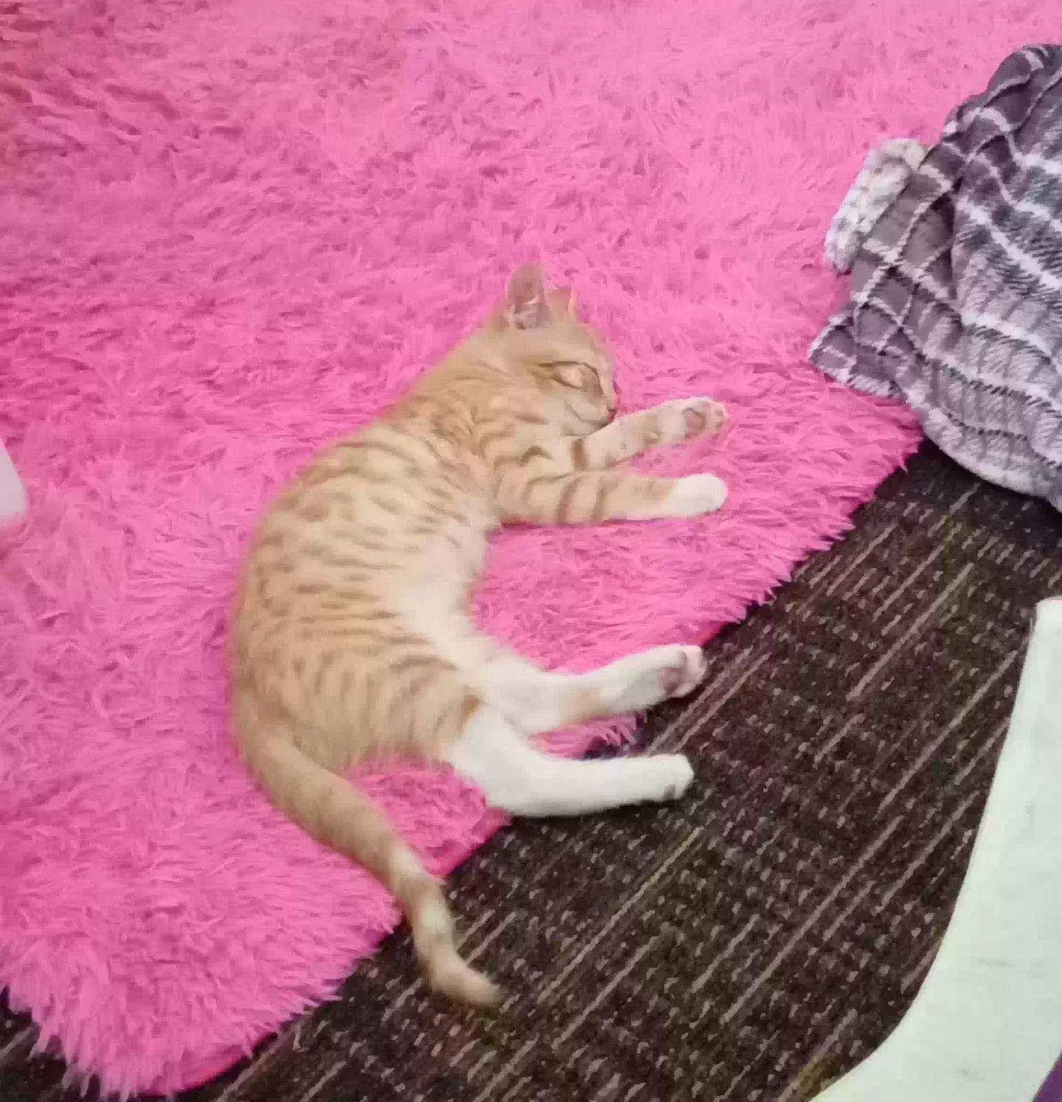 Lost cat in Fort Lauderdale, FL, 33311