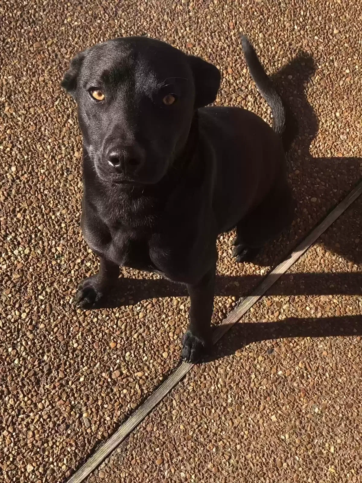 Found dog in Collierville, TN, 38017
